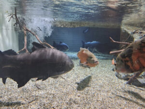 Posjet Aquariumu u Puli