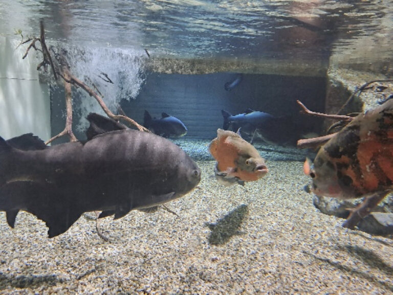 Posjet Aquariumu u Puli